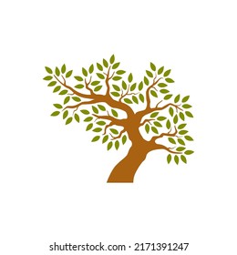 Árbol aislado en fondo blanco