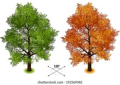 Tree. Isometric Trees In Vector 