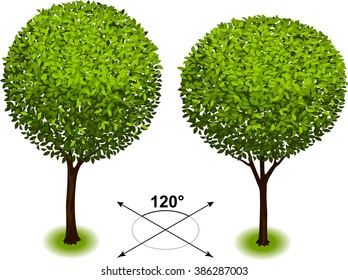Tree. Isometric trees in vector. The elements are in the separate layers.