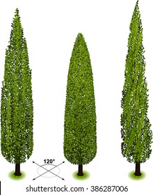 Tree. Isometric trees in vector. The elements are in the separate layers.