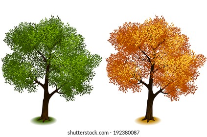 Tree. Isometric trees in vector (Four Seasons series)