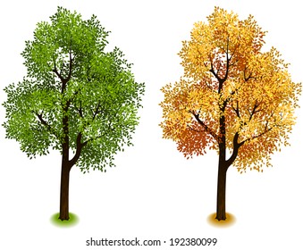 Tree. Isometric trees in vector (Four Seasons series)