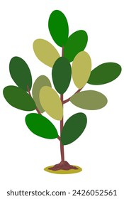 árbol con grandes hojas ovaladas