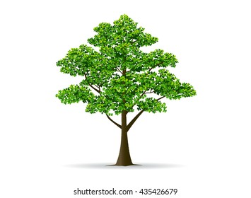tree and leaf, branch,realistic tree,vector,canopy