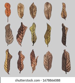 Tree leaf. Design set. Hand drawn engraving. Vector vintage illustration. Isolated on color background