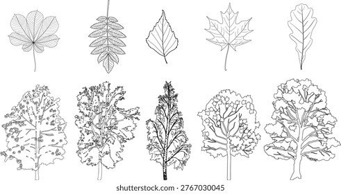 Tree and leaf identification vector set for kids. Educational coloring page with maple, oak, birch, rowan and chestnut isolated on white background