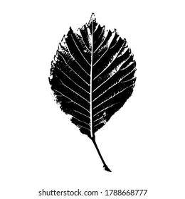 Tree leaf imprint. Isolated silhouettes of leaves. Botanical vector illustration. Suitable for design, pattern, postcards, prints.