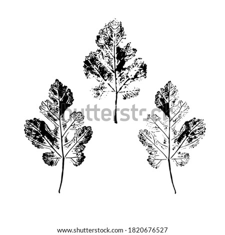 Tree leaf imprint set. Isolated silhouettes of leaves. Botanical vector illustration. Suitable for design, pattern, postcards, prints.