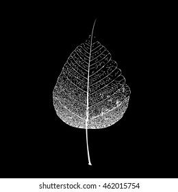 tree leaf object. Vector