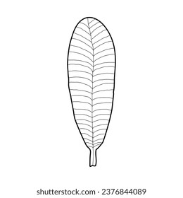 A tree leaf on white background. Vector illustration of a hand drawn plant.