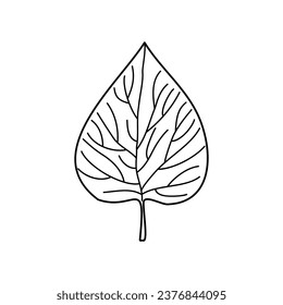 A tree leaf on white background. Vector illustration of a hand drawn plant.