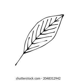 Tree leaf. Plant leaf. An isolated item on a white background.