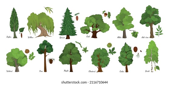 Tree leaf seed set with isolated icons of various kinds of trees with seeds and text vector illustration