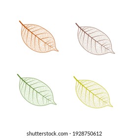 Tree leaf set. Autumn leaves isolated vector illustration on white background. Fall decoration clip art