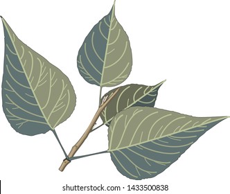 Tree Leaf Set Balsam Poplar Plant Icon Vector