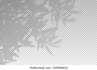 Tree leaf shadow. Plant leaves overlay shade. Soft reflect light from branches. Sun rays reflection from flowers. Reflected shades plants isolated on background for summer design. Vector illustration