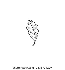 Tree leaf sketch. Vector graphic line illustration, hand drawn isolated. Black and white doodle of foliage. Forest and park plant, Canadian nature concept. Clipart for logo, card, sticker, wrapping.