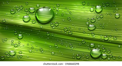 Tree leaf texture with water drops, palm or banana green plant with pure shining dew droplets abstract background. Spring or summer floral nature close up backdrop, Realistic 3d vector illustration