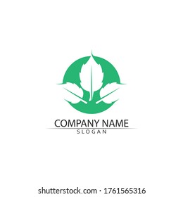 Tree leaf vector and green logo design friendly concept 