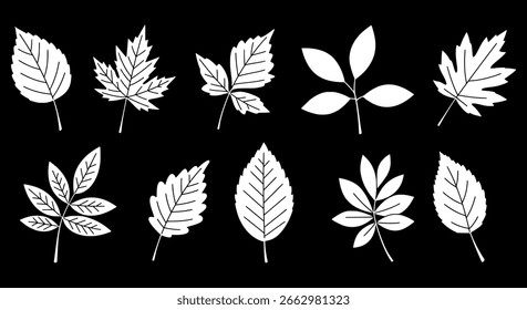 Vetor de folhas de árvore conjunto de silhuetas brancas sólidas em um fundo preto, mostrando várias formas de folhas para temas de natureza e botânica.