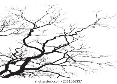 Tree leafless branches, black silhouette of old oak tree crown on white clear sky background, bare tree branches texture
