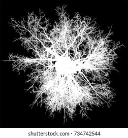 tree leafless top view silhouette isolated - white - vector illustration