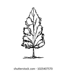 tree leafy vector sketch isolated