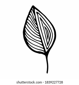 tree leave single vector illustration .handmade contour painting for design