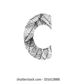 Tree Leave skeleton alphabet letters font, Vector Illustration