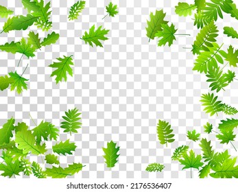 Tree leaves abstract vector wallpaper. Herbarium tree foliage macro. Mix of many different leaves isolated. Herbal eco design. Plant elements vivid vector.