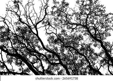 Tree with leaves background black and white. Vector