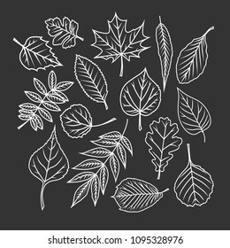 Tree leaves. Black and white vector objects.