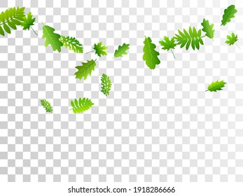 Tree leaves bright vector backdrop. Herbarium tree foliage macro. Rowan and maple leaves flying. Botanical organic design. Farm plantation subtle vector.