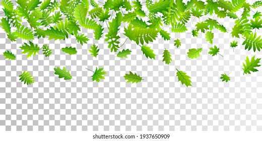 Tree leaves bright vector backdrop. Realistic tree foliage closeup. Rowan and oak leaves falling. Herbal organic background. Wild nature abstract backdrop.