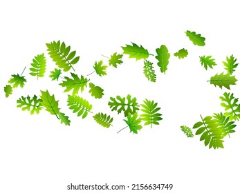 El árbol deja papel de pared de vector brillante. Cierre de follaje de árbol realista. Composición de hojas de roble y roble. Fondo ecológico botánico. Elementos vegetales delicados vectores.
