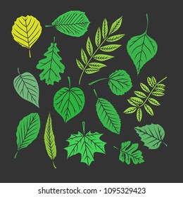 Tree leaves. Colorful illustrations. Vector illustration.