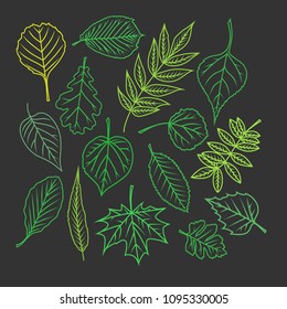 Tree leaves. Colorful illustrations. Vector illustration.