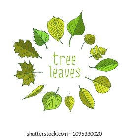 Tree leaves. Colorful illustrations. Vector illustration.