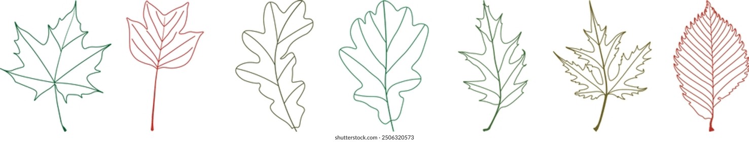 Tree leaves in contour design. Tree leaves of different shapes. Leaves of oak, maple, birch on a transparent background