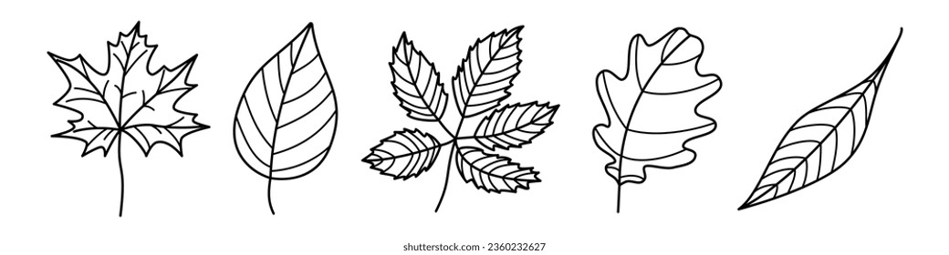 Tree leaves contour outline