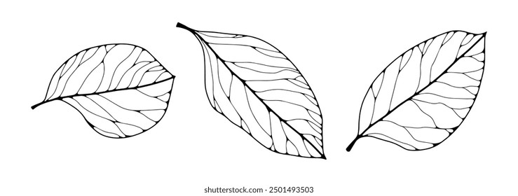 Konturumrisszeichnung mit Baumblättern, isolierter Ausschnitt, schwarz-weißer Vektorgrafik-Clipart-Illustrationssatz. Der Herbst lässt die Elemente der Linienkunst zurück. Piktogramm, Logo oder Ikonensammlung aus Baumfolien.