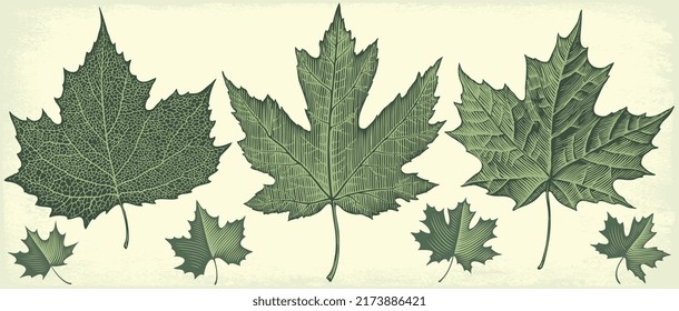 Tree leaves. Design set. Editable hand drawn illustration. Vector vintage engraving. 8 EPS