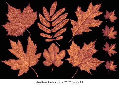 Tree leaves. Design set. Editable hand drawn illustration. Vector vintage engraving. Isolated on black background. 8 eps