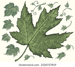 Tree leaves. Design set. Editable hand drawn illustration. Vector vintage engraving. Isolated on light background. 8 EPS