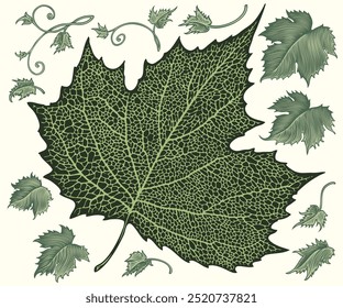 Tree leaves. Design set. Editable hand drawn illustration. Vector vintage engraving. Isolated on light background. 8 EPS