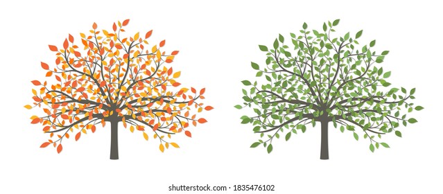 Tree with leaves of different colors in two versions yellow autumn and green summer on a white background