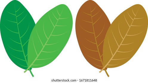 Tree leaves of the different seasons.