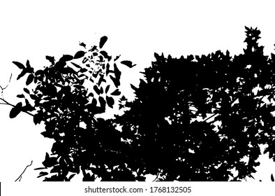 Tree leaves. Forest nature backdrop.Grunge texture. Grunge black and white vector overlay. Grungy grainy surface.