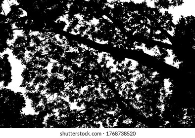 Tree leaves. Forest nature backdrop.Grunge texture. Grunge black and white vector overlay. Grungy grainy surface.