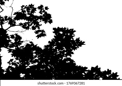 Hojas de árbol. Fondo de naturaleza forestal. Textura gruesa. Sobreposición vectorial en blanco y negro. Superficie gruesa de grano.